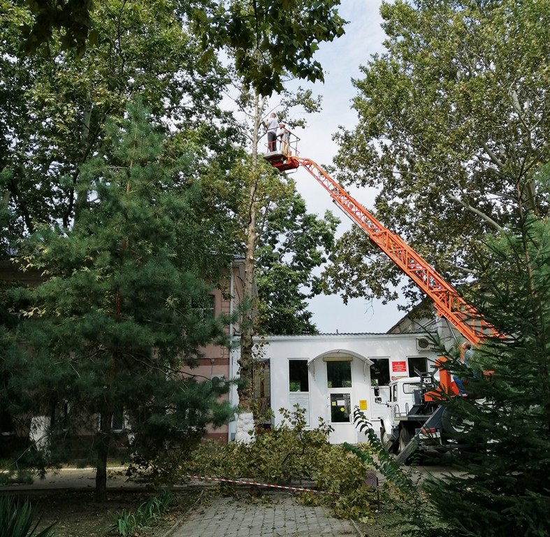 Обрезка и спил аварийных деревьев