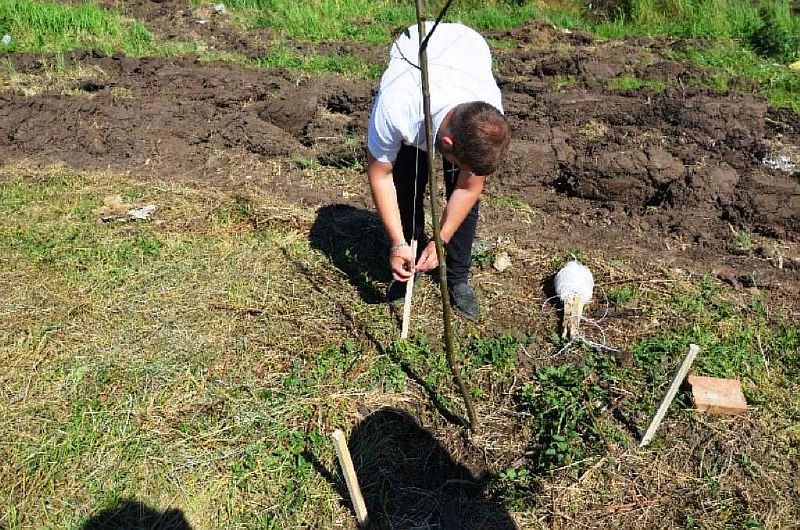 В рамках акции «Зелёный город»