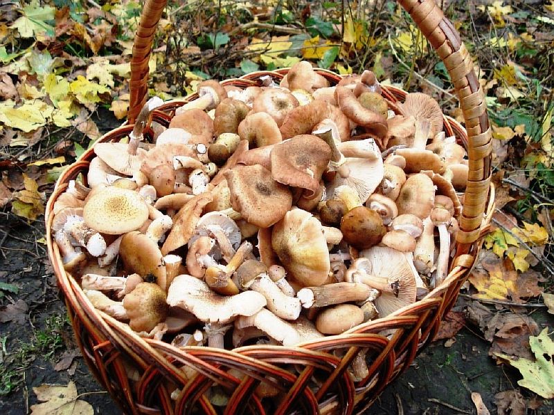 Профилактика отравлений грибами