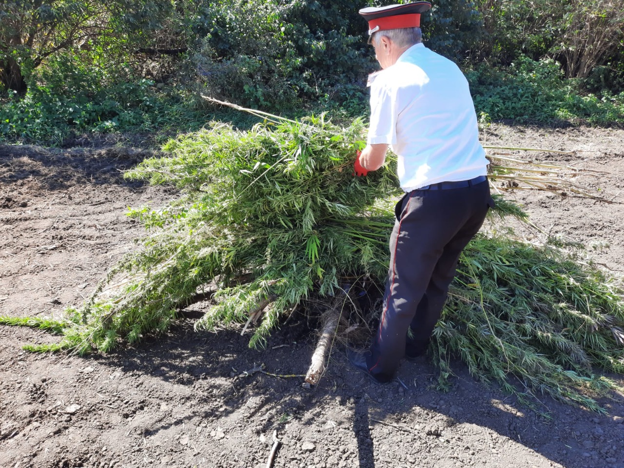 Четвертый этап антинаркотического рейда "Мак-2021"