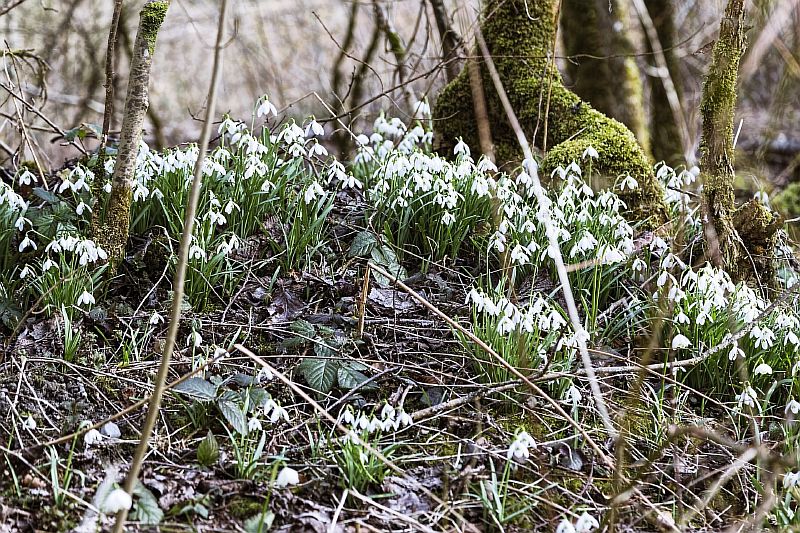 Напоминаем жителям Усть-Лабинска о необходимости сохранения первоцветов из Красной книги