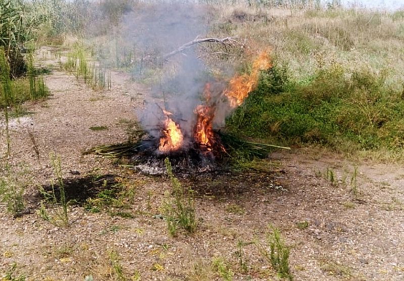 Рейды по выявлению и уничтожению дикорастущей конопли в Усть-Лабинске продолжаются