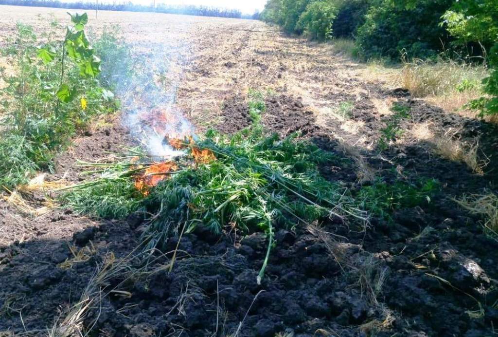 Выявлено и уничтожено 347 кустов конопли