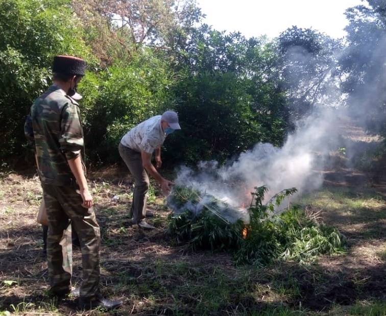 В Усть-Лабинске продолжаются рейды по выявлению и уничтожению дикорастущей конопли