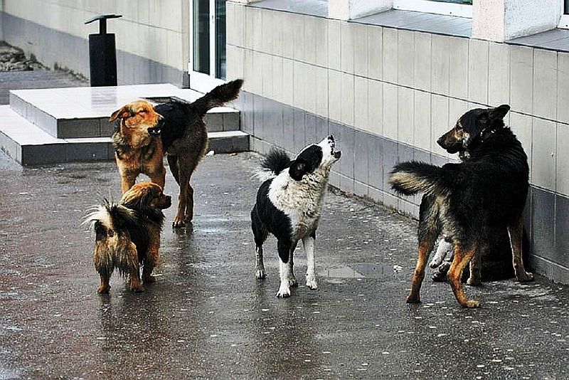 Отловлено 20 бродячих собак