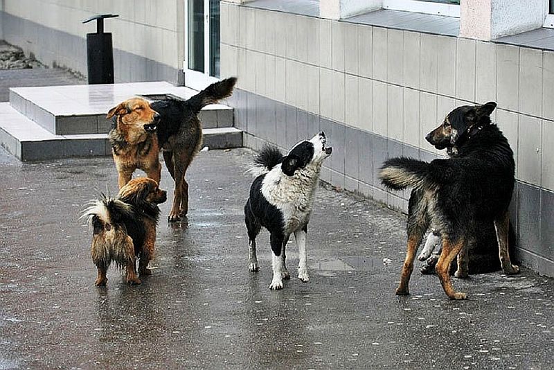 Отловлено 27 бродячих собак