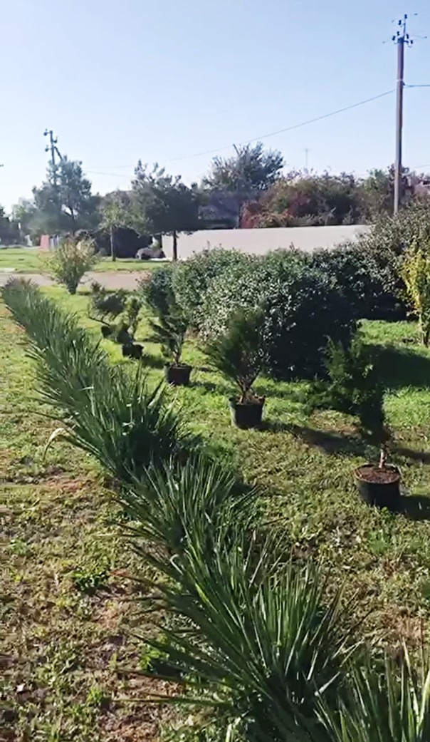 Проводятся работы по содержанию и восстановлению зеленых зон