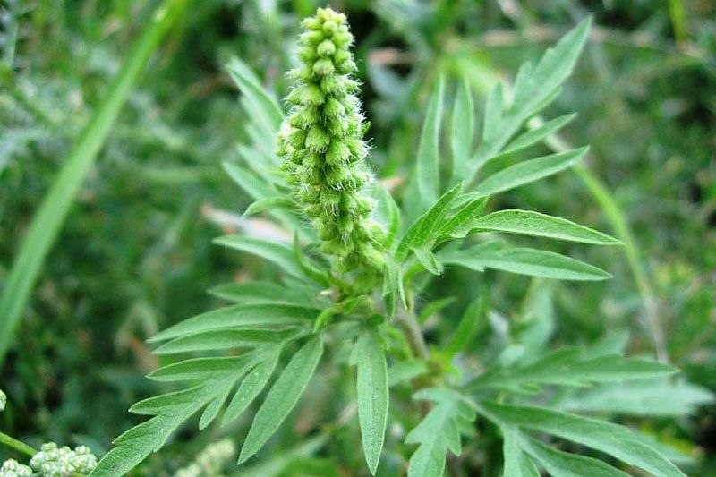 Памятка о борьбе с амброзией