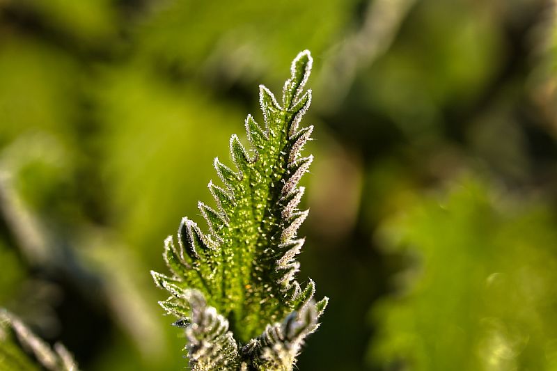 Экстренное предупреждение по заморозкам 4 и 5 апреля 2020 года