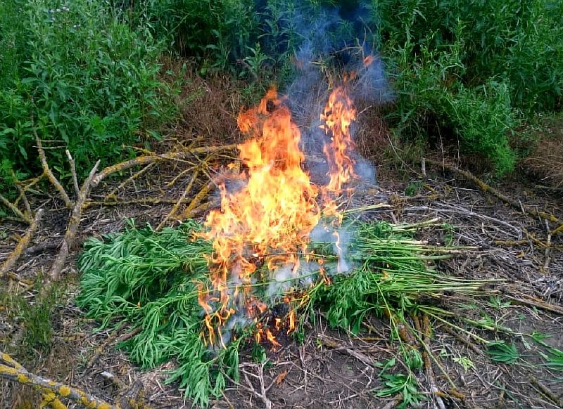 Рейд по выявлению дикорастущей конопли