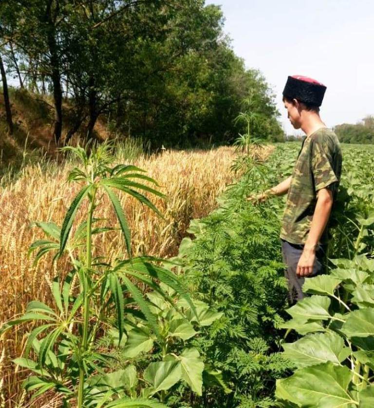 Рейдовое мероприятие по уничтожению дикорастущей конопли