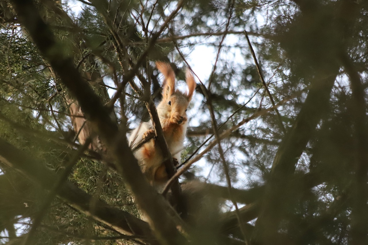 В парк нашего города