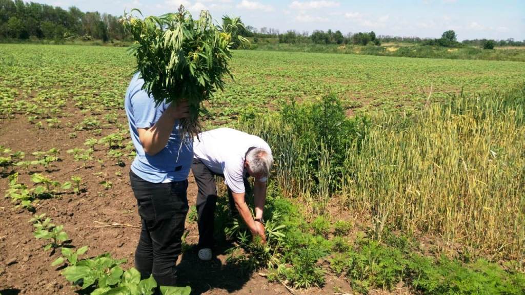 Межведомственная операция «Мак»