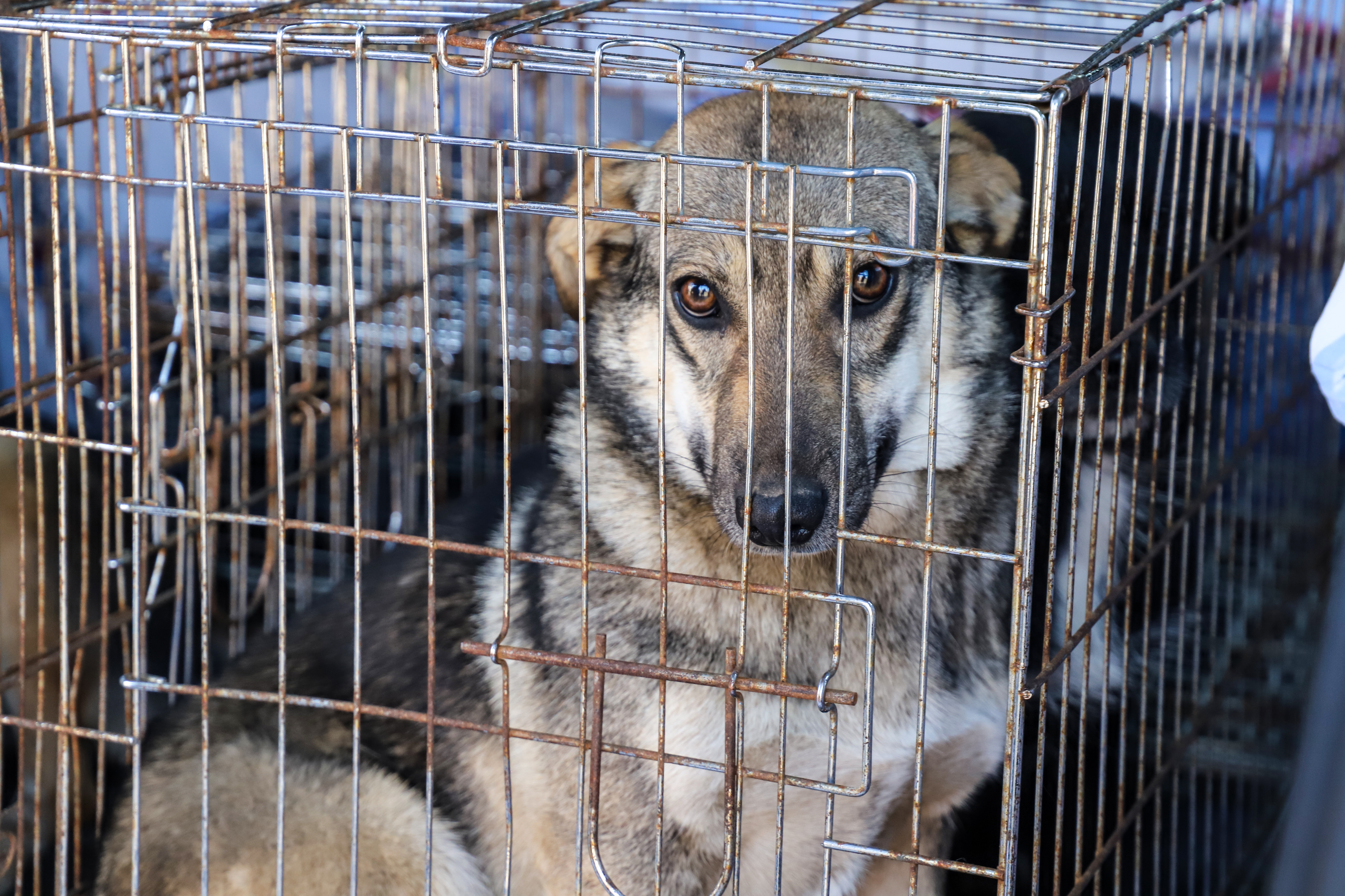 Отлов безнадзорных животных