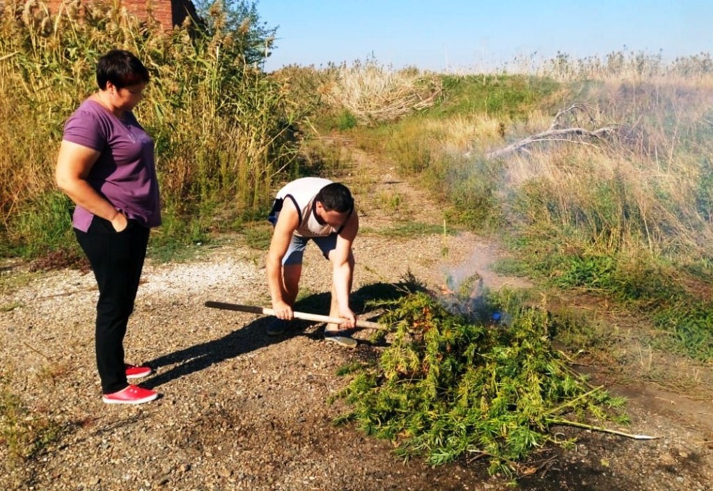 Рейд по выявлению дикорастущей конопли