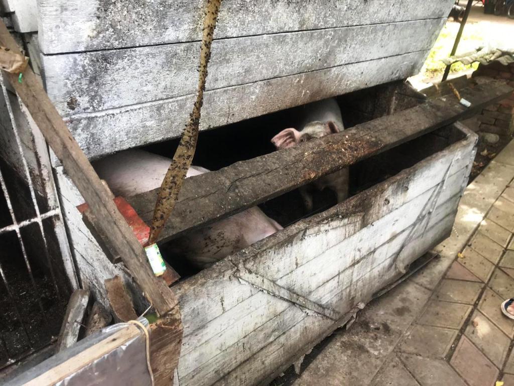 Выявлен факт нарушения ветзаконодательства