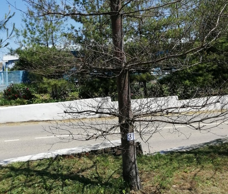 В Усть-Лабинске спилят старые и повреждённые деревья