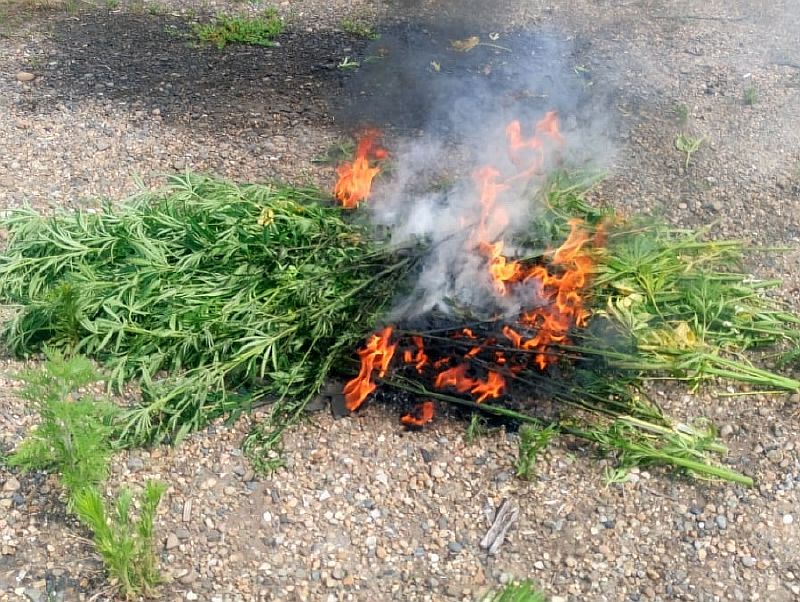 Продолжаются рейды по выявлению и уничтожению дикорастущей конопли
