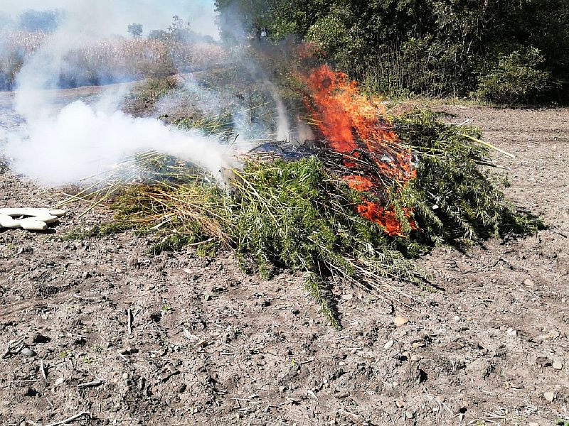 Выявлено и уничтожено 2510 кустов конопли