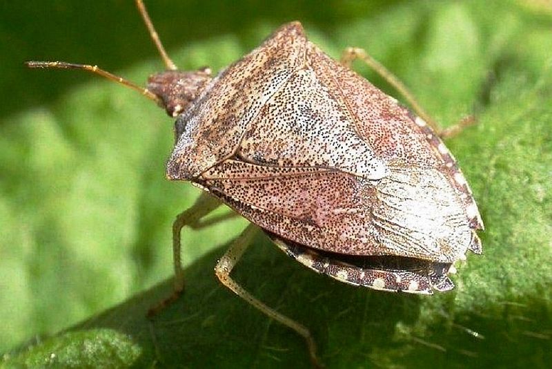 В Краснодарском крае выявлен опасный карантинный вредитель коричнево-мраморный клоп