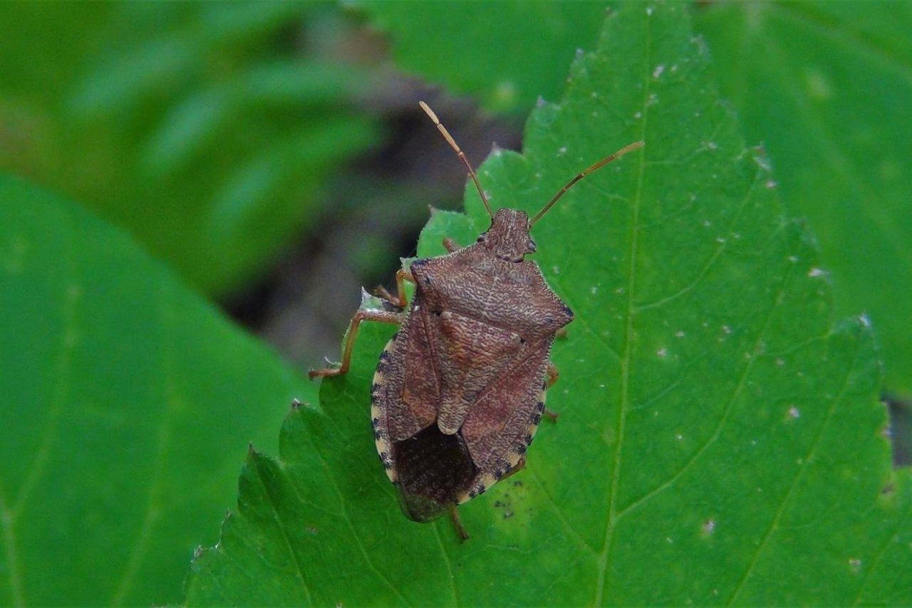 Россельхозцентр предупреждает-опасный вредитель, коричнево-мраморный клоп