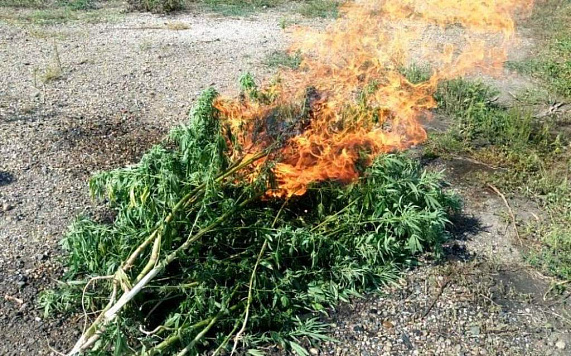 Антинаркотические рейды