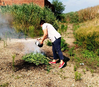 Выявлено и уничтожено 67 кустов конопли