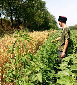 Рейдовое мероприятие по уничтожению дикорастущей конопли