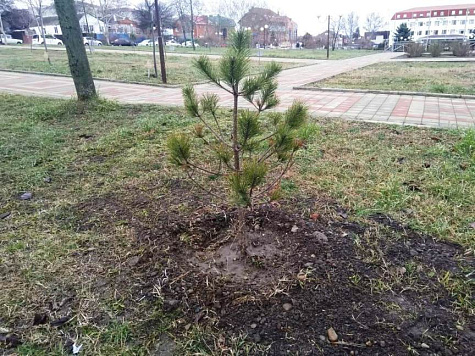 В сквере высадили крымские сосны