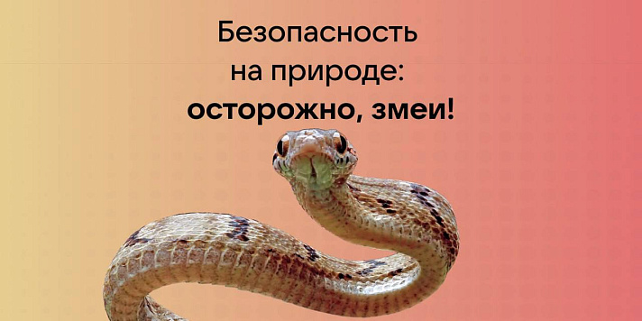 А вы умеете определять ядовитых змей?