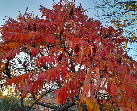 Осень в Усть-Лабинске