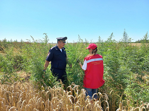 Антинаркотический рейд в рамках