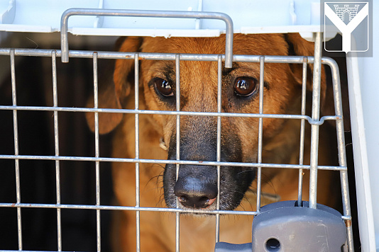 Отлов безнадзорных животных