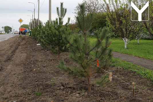 В рамках акции "Сад памяти" высажено более 50 сосен