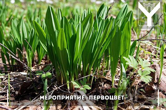 Мероприятие «Первоцвет»