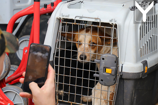 Отлов безнадзорных животных