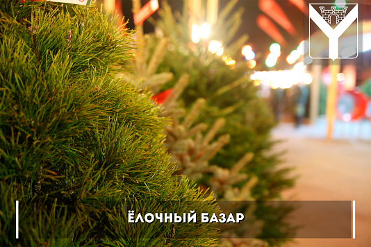Ёлочный базар в Усть-Лабинске