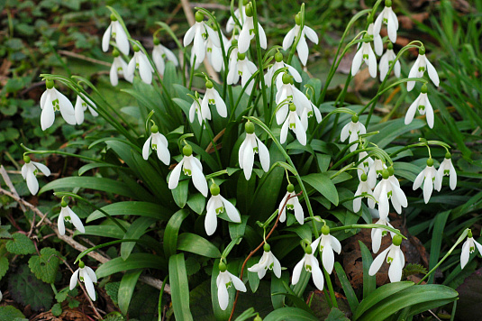 Охрана редких растений