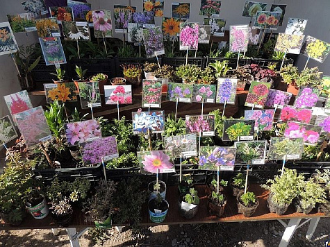 Ярмарка по продаже цветов, кустарников и саженцев продлена