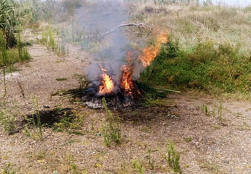 Рейды по выявлению и уничтожению дикорастущей конопли в Усть-Лабинске продолжаются