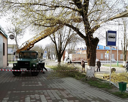 В Усть-Лабинске продолжаются работы по обрезке деревьев